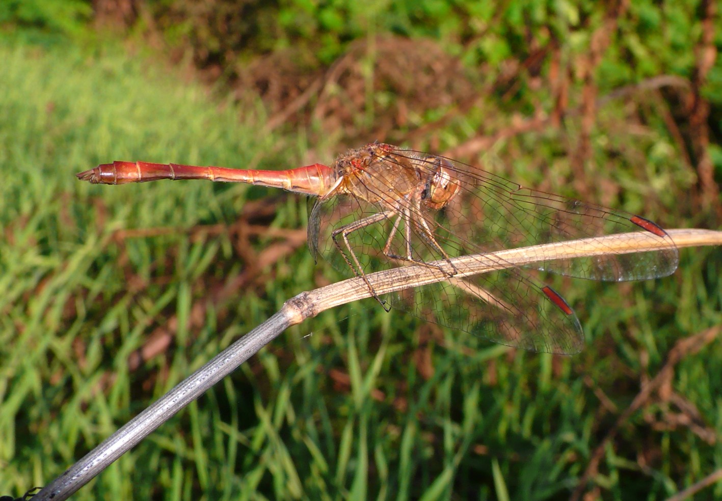 Sympetrum meridionale